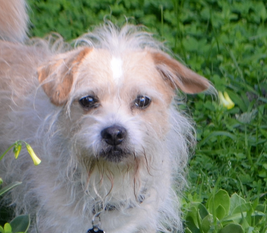Furgus, adoptable, Adult Male Norfolk Terrier & Jack Russell Terrier.
