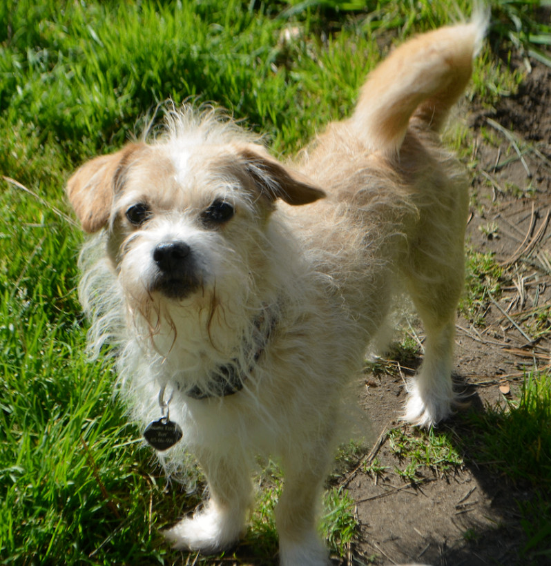 Enlarge Furgus, an adoptable mixed breed in San Francisco, CA image 2/6