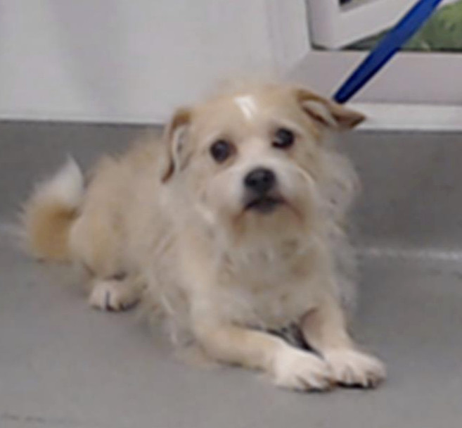 Enlarge Furgus, an adoptable mixed breed in San Francisco, CA image 3/6