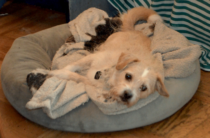 Enlarge Furgus, an adoptable mixed breed in San Francisco, CA image 4/6