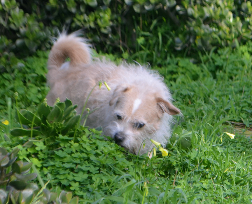 Enlarge Furgus, an adoptable mixed breed in San Francisco, CA image 5/6