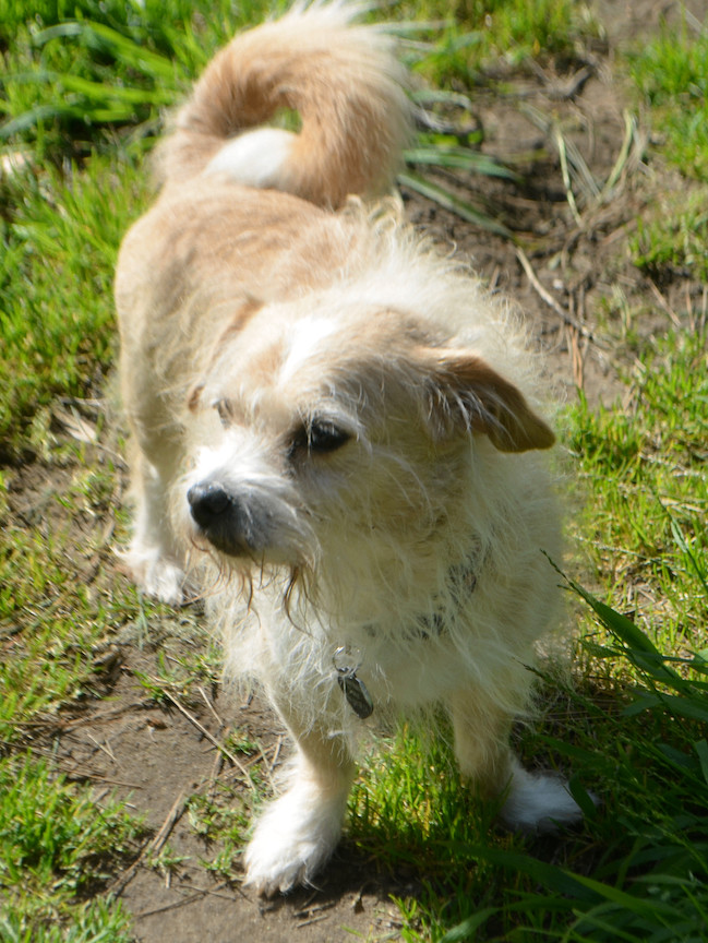 Enlarge Furgus, an adoptable mixed breed in San Francisco, CA image 6/6