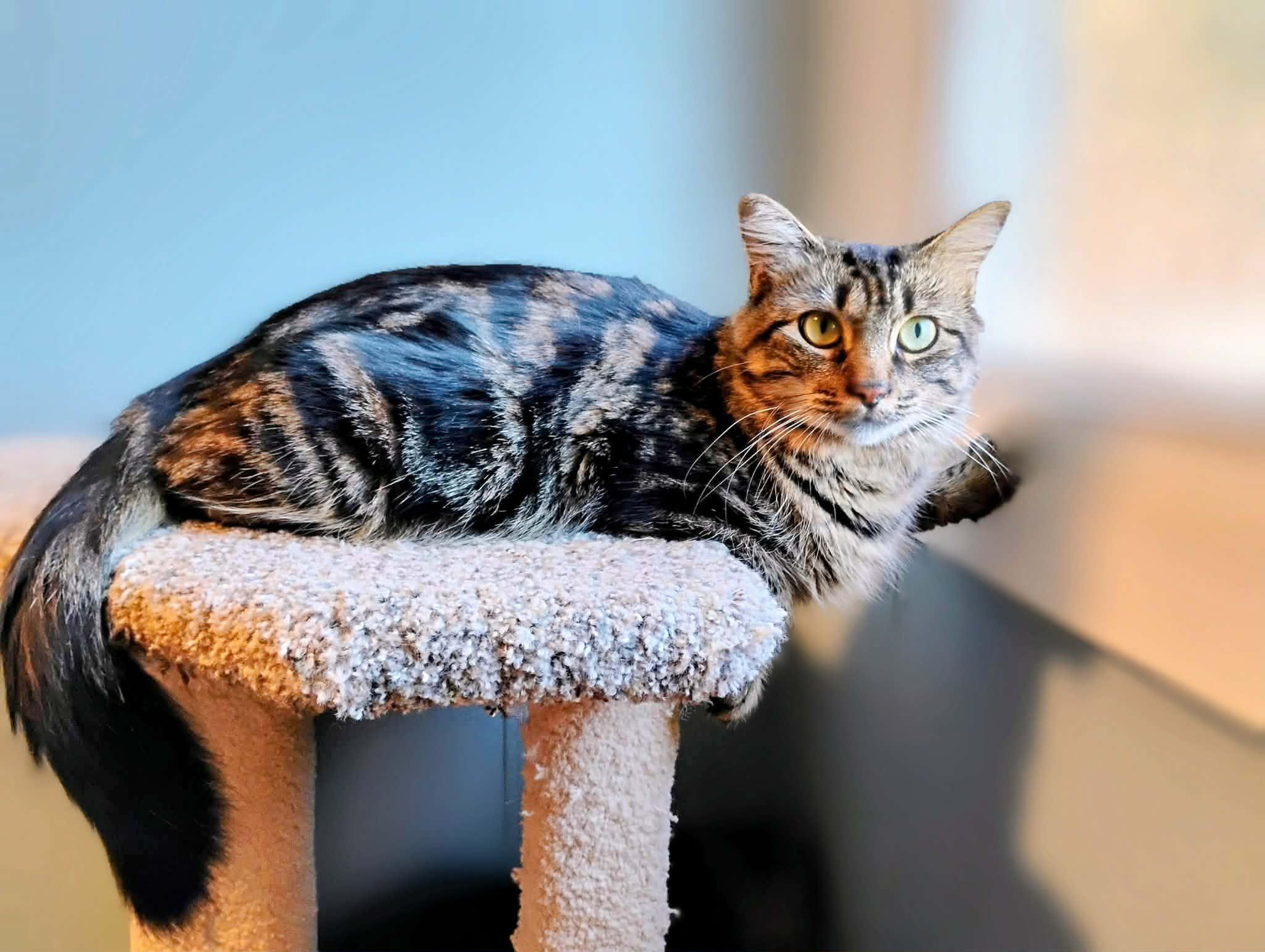 Enlarge Hazel - Courtesy Post, a Adoptable Domestic Medium Hair in Anoka, MN image 6/6