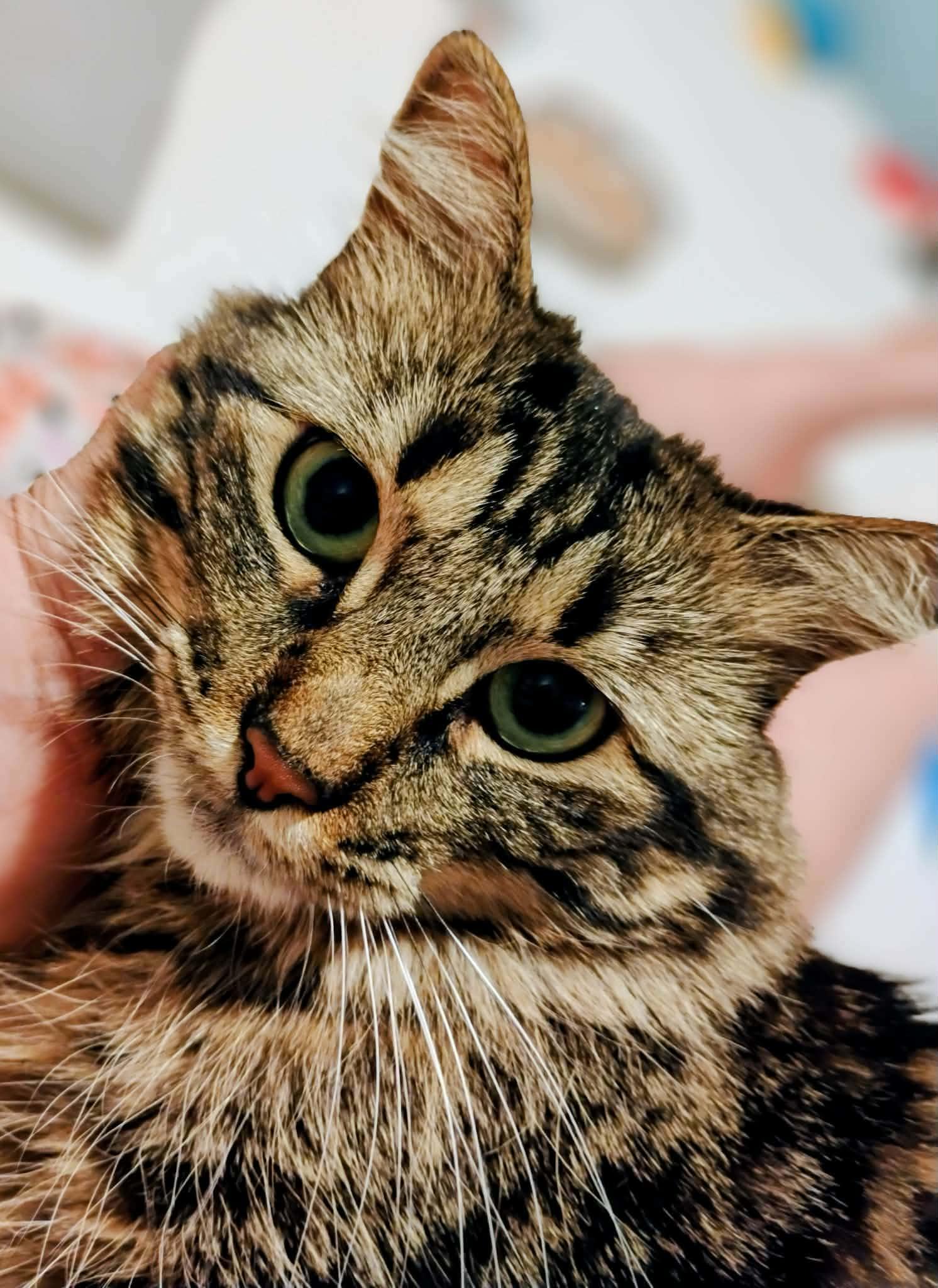 Enlarge Hazel - Courtesy Post, a Adoptable Domestic Medium Hair in Anoka, MN image 3/6