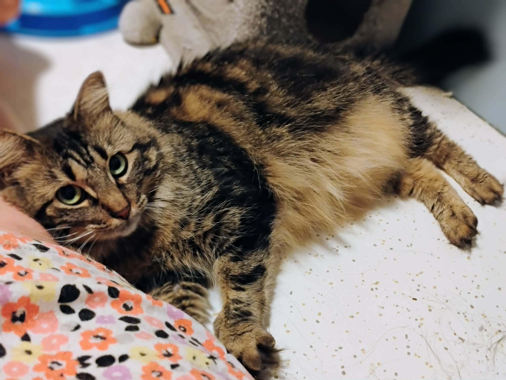 Enlarge Hazel - Courtesy Post, a Adoptable Domestic Medium Hair in Anoka, MN image 5/6