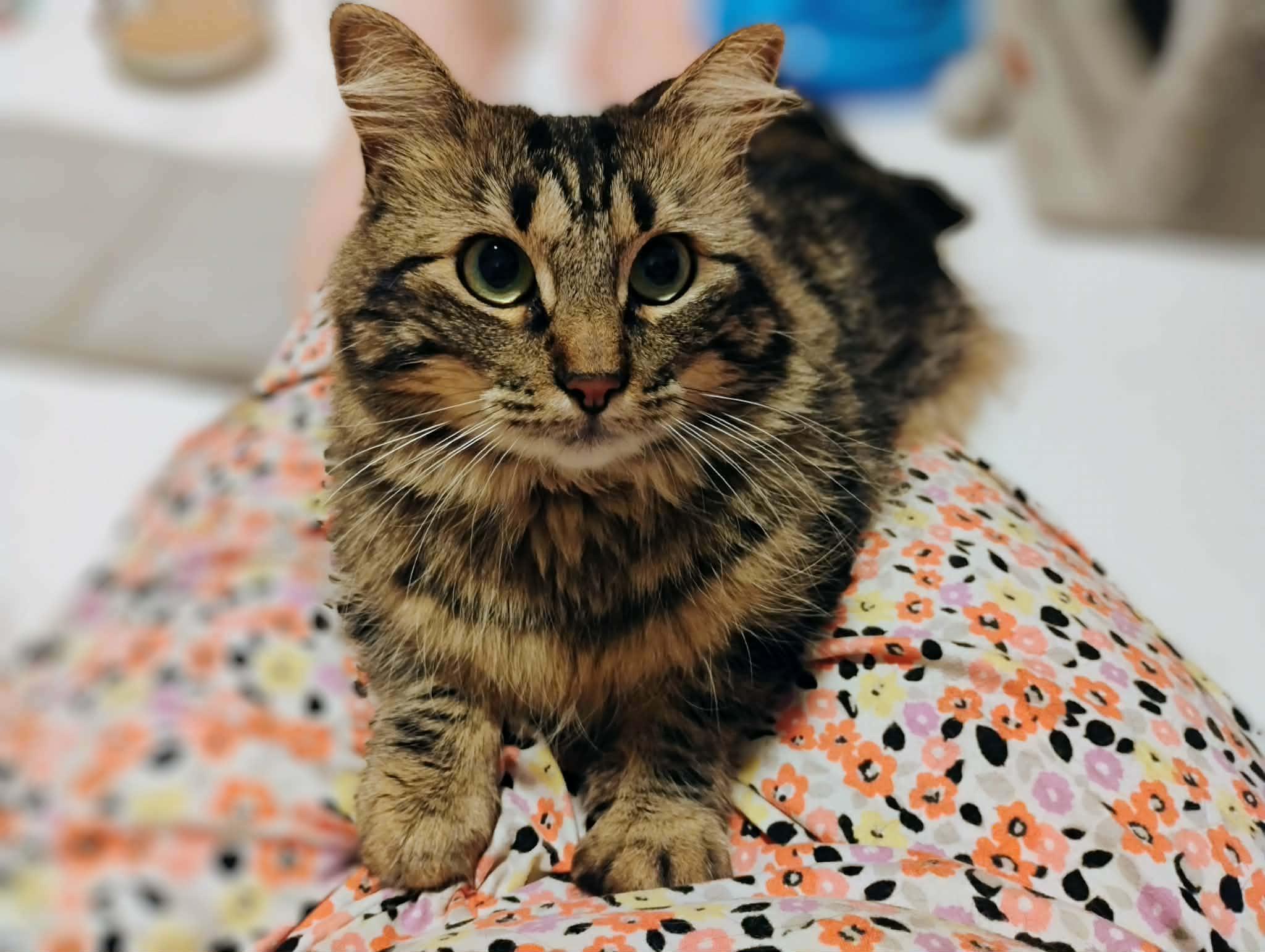 Enlarge Hazel - Courtesy Post, a Adoptable Domestic Medium Hair in Anoka, MN image 4/6