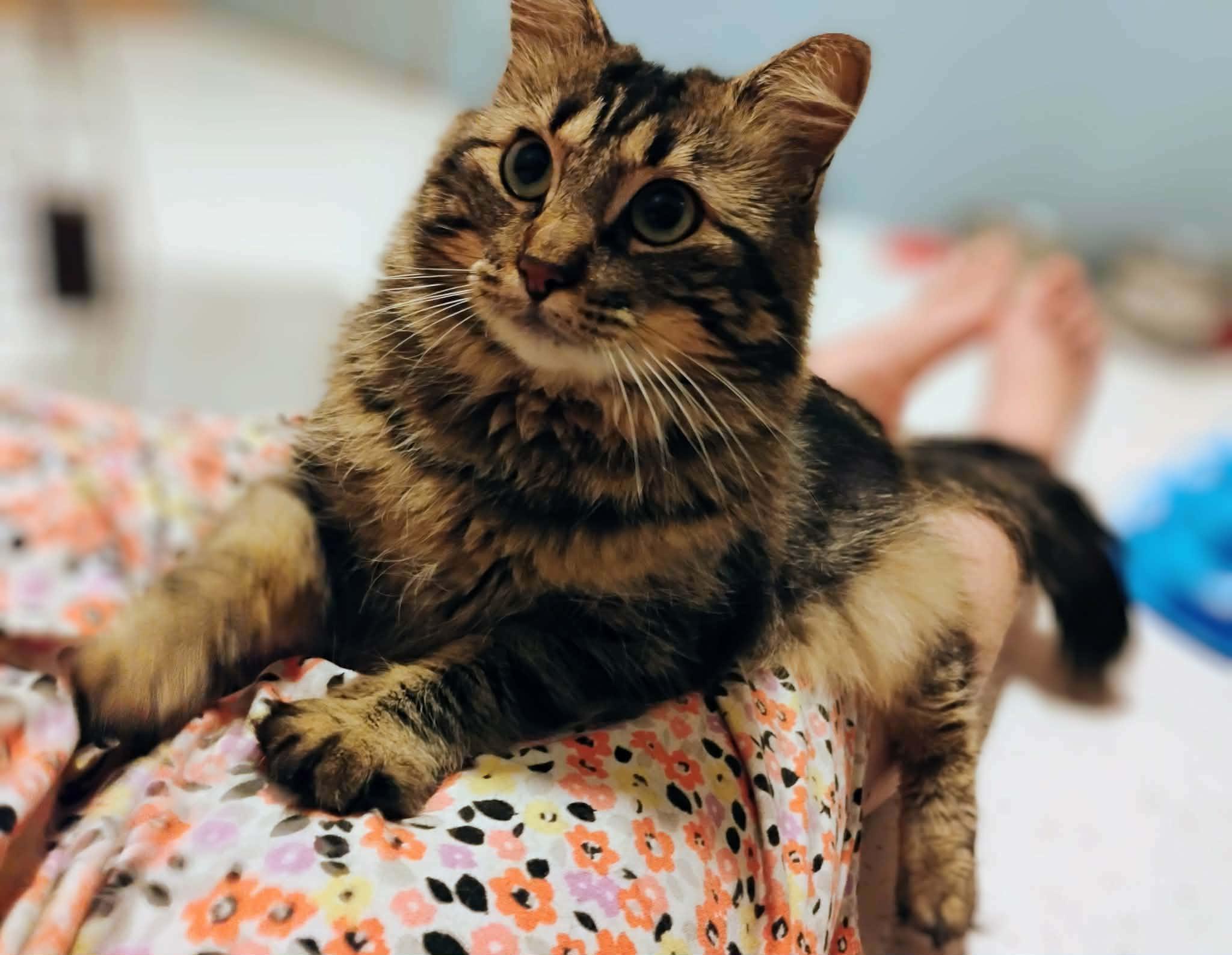 Enlarge Hazel - Courtesy Post, a Adoptable Domestic Medium Hair in Anoka, MN image 2/6