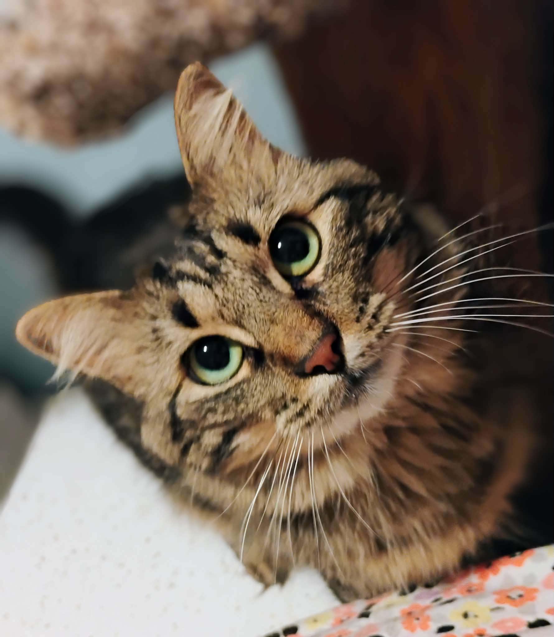 Hazel - Courtesy Post, Adoptable, Young Female Domestic Medium Hair.