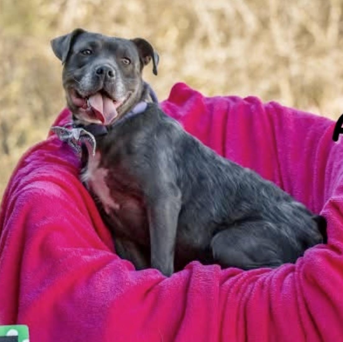 Enlarge Critter, a Adoptable mixed breed in Sutton, MA image 6/6
