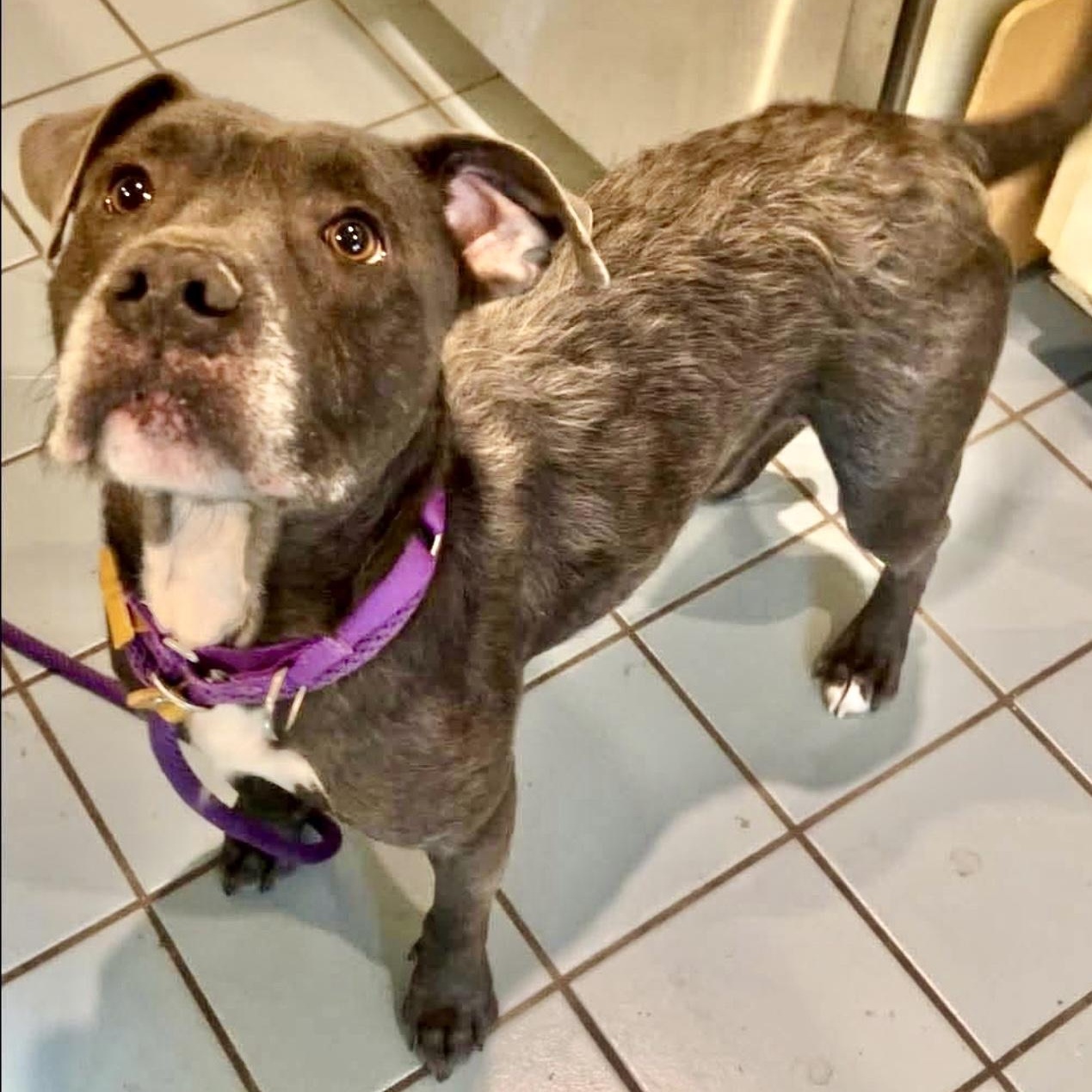 Enlarge Critter, a Adoptable mixed breed in Sutton, MA image 4/6
