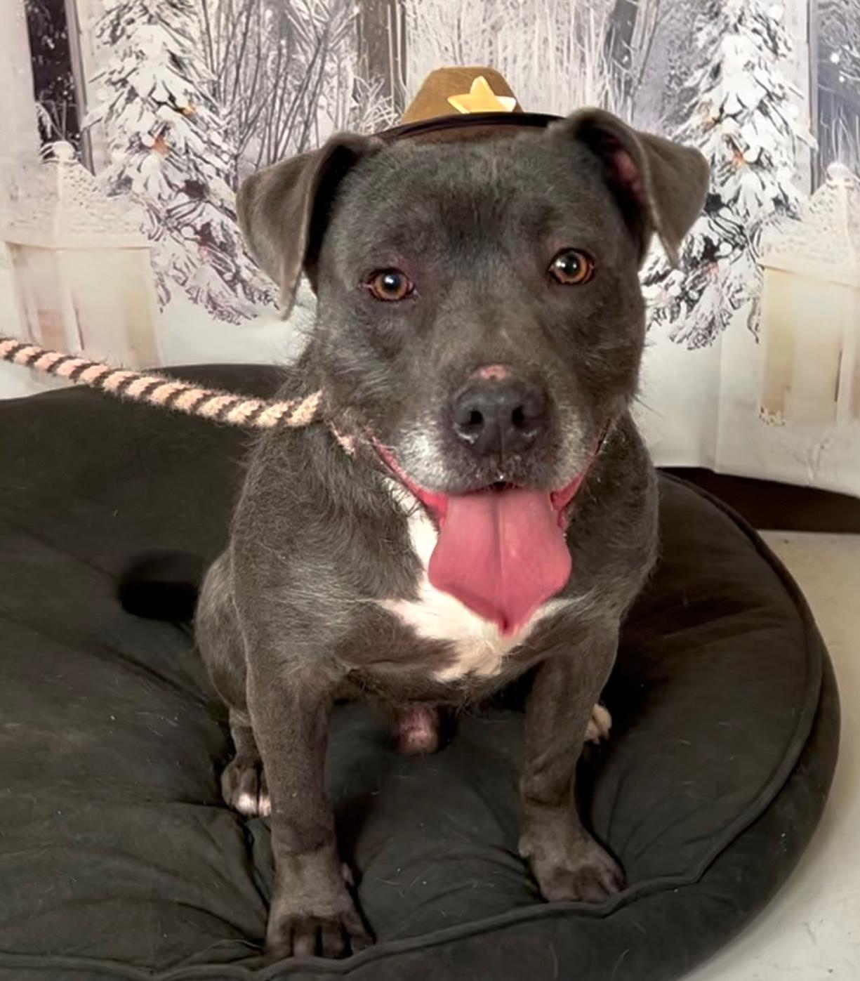 Enlarge Critter, a Adoptable mixed breed in Sutton, MA image 3/6