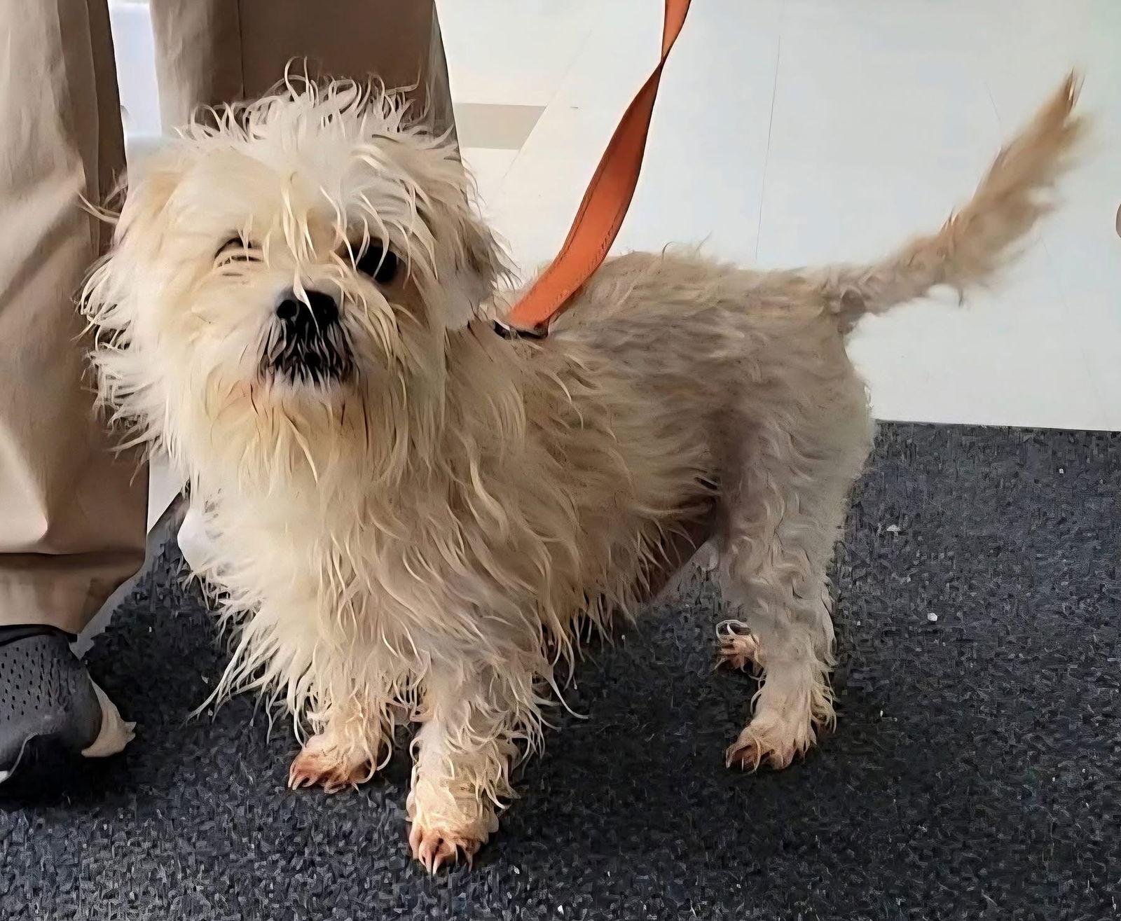 Enlarge Mr. Baby, a Adoptable Maltese in Columbia, MD image 1/3