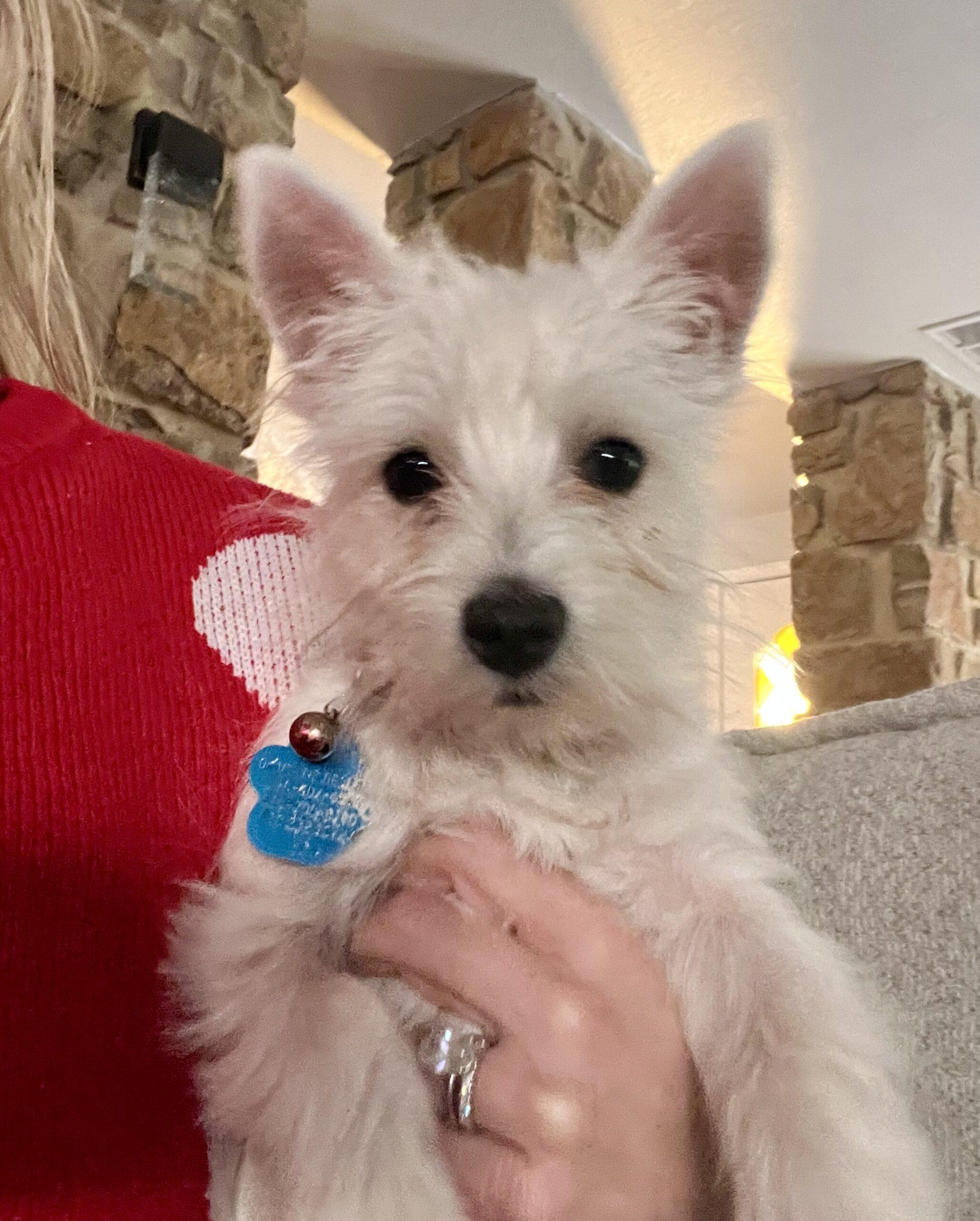 Doris Walker, Adoptable, Puppy Female West Highland White Terrier / Westie.