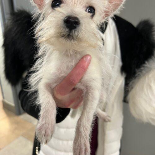 Enlarge Doris Walker, a Adoptable West Highland White Terrier / Westie in Broken Arrow, OK image 1/4
