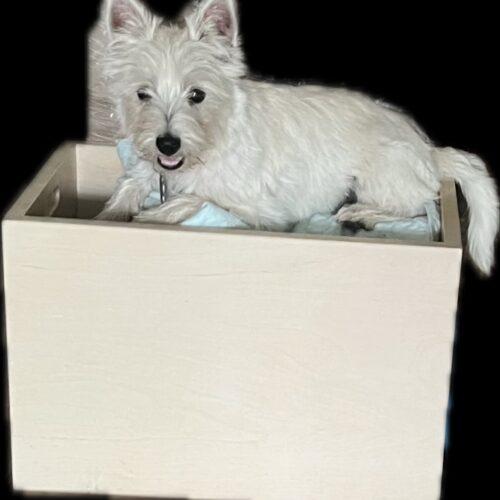 Enlarge Doris Walker, a Adoptable West Highland White Terrier / Westie in Broken Arrow, OK image 3/4