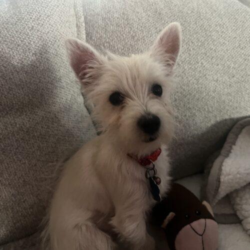 Enlarge Doris Walker, a Adoptable West Highland White Terrier / Westie in Broken Arrow, OK image 4/4