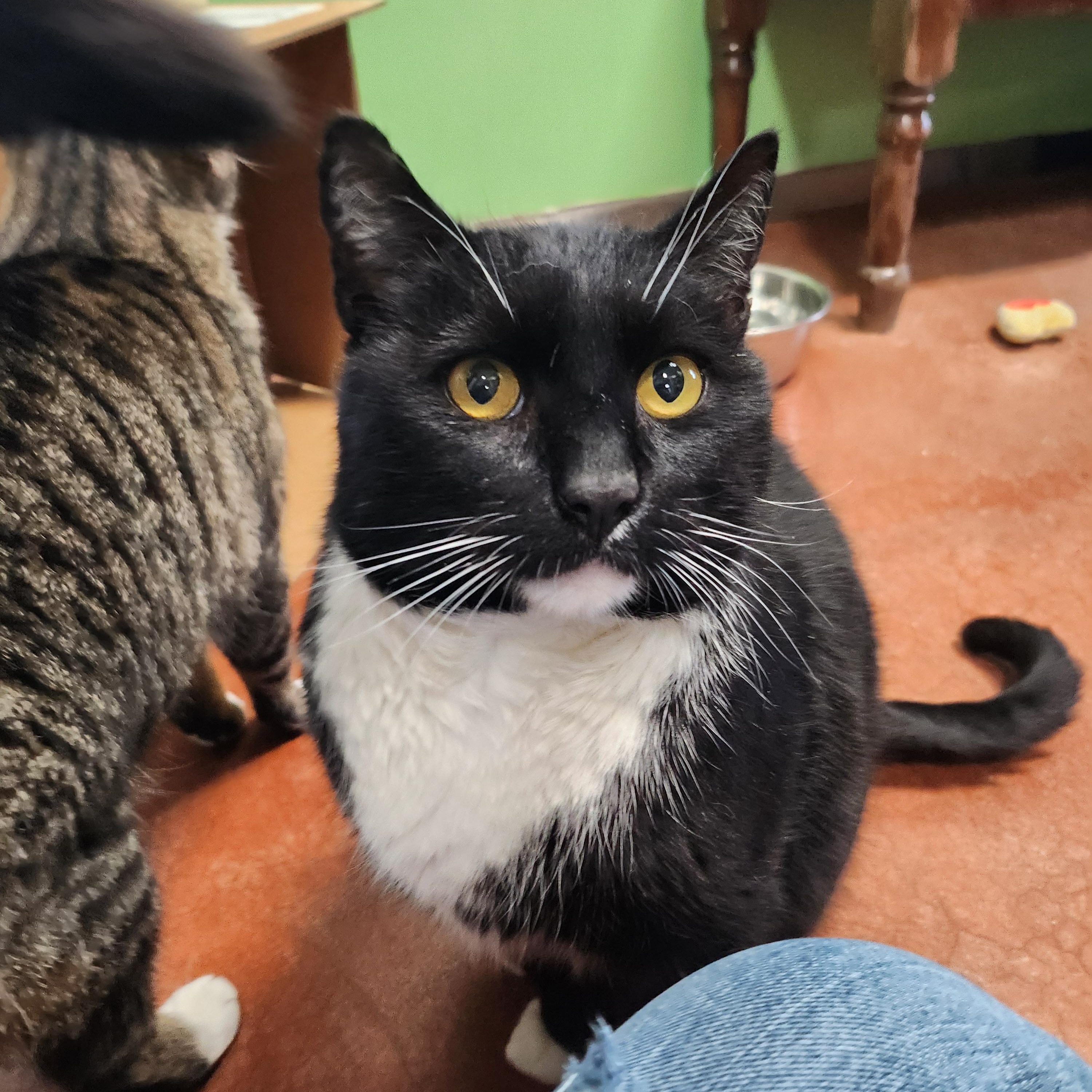 Figaro