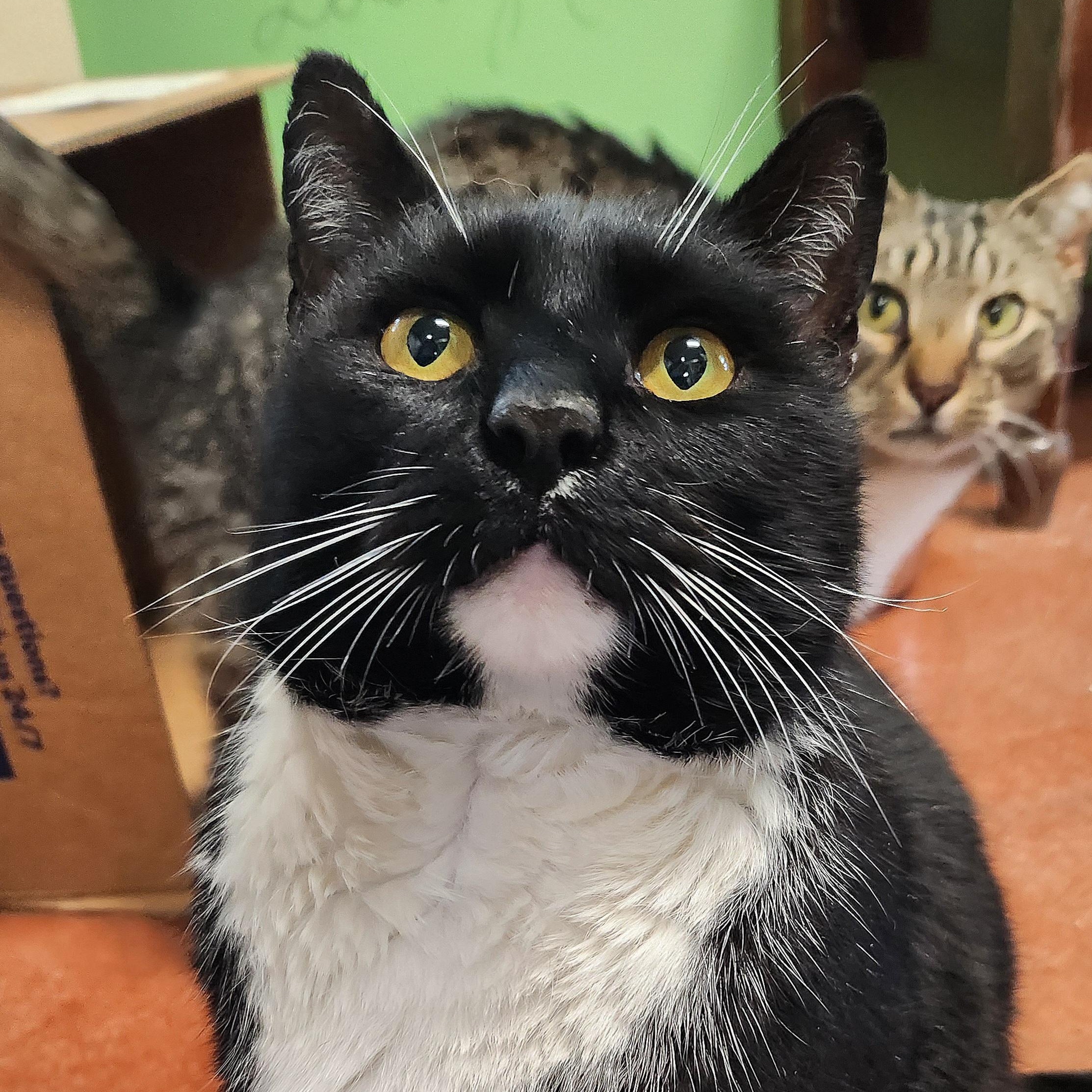 Figaro