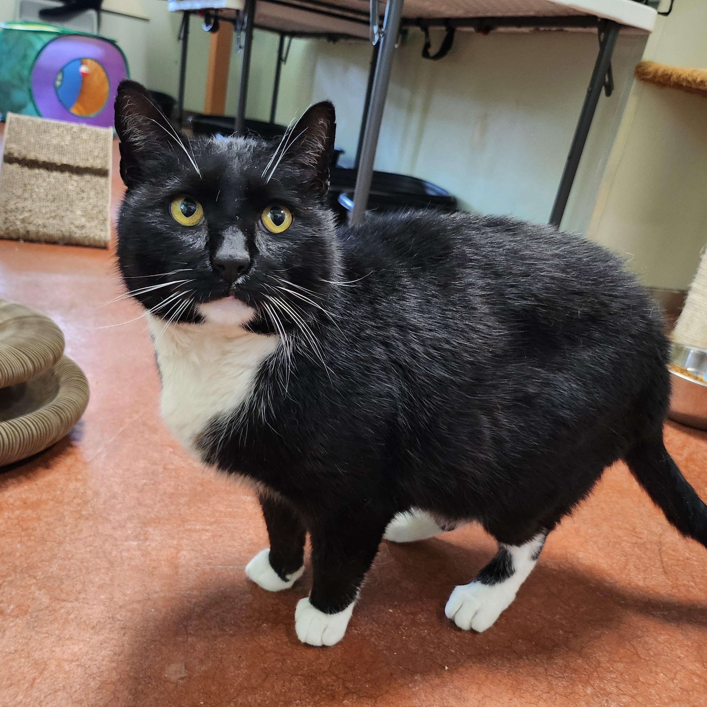 Figaro
