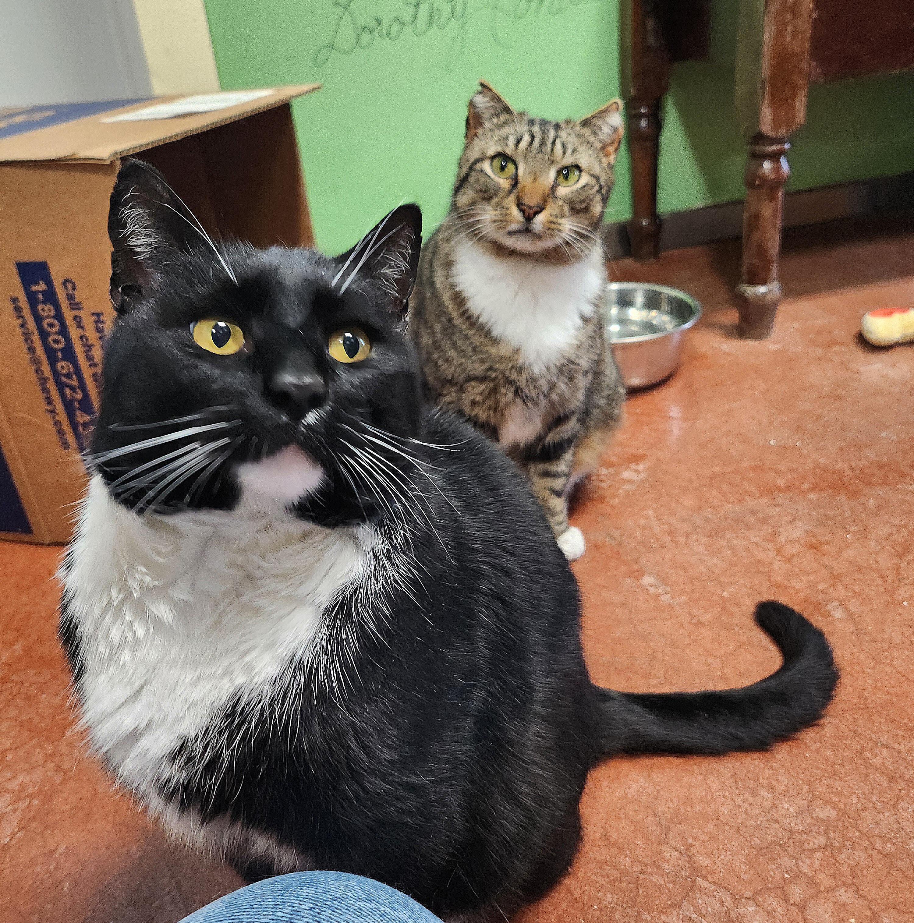 Figaro