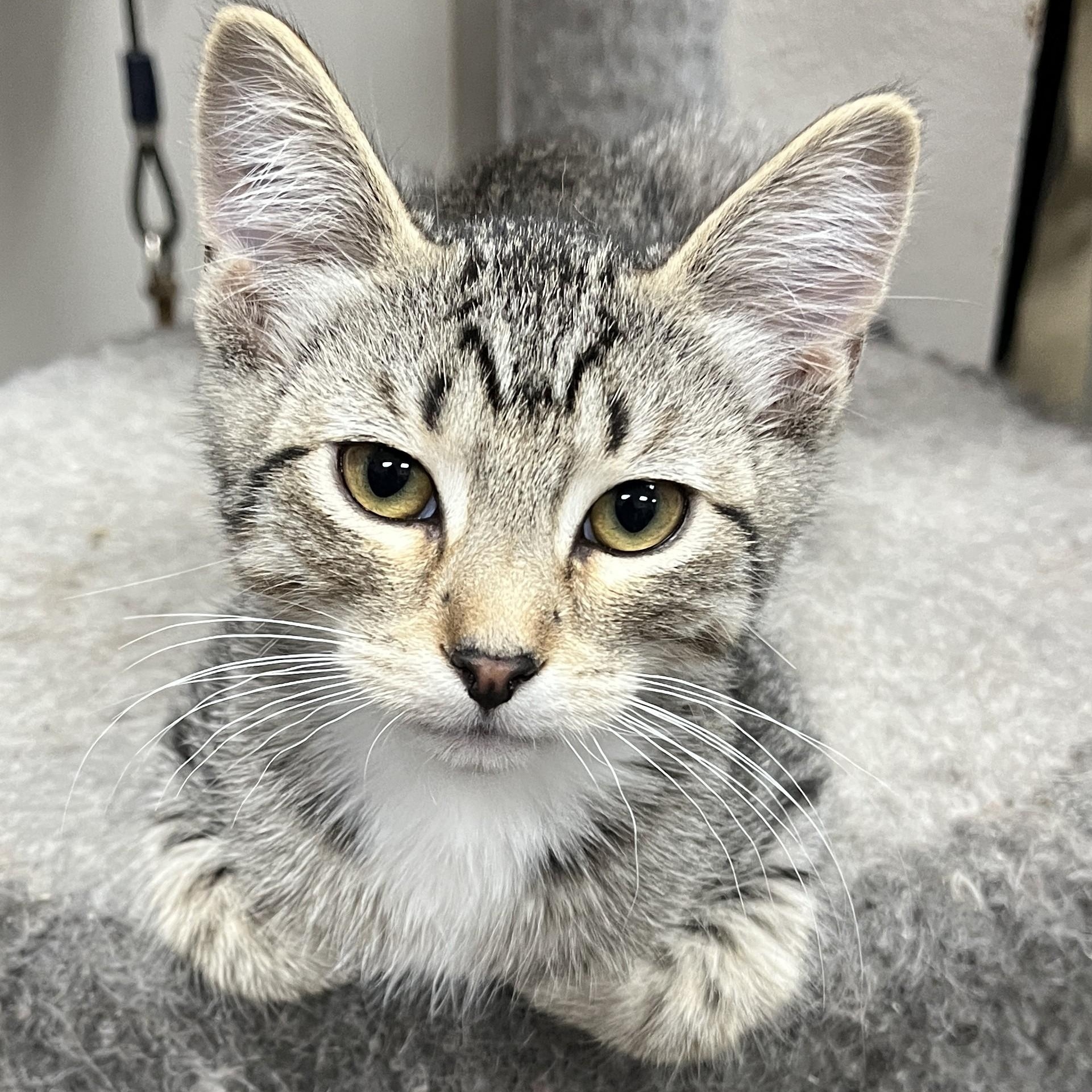 Opie, a Adoptable Domestic Short Hair in Shingletown, CA image 2/2