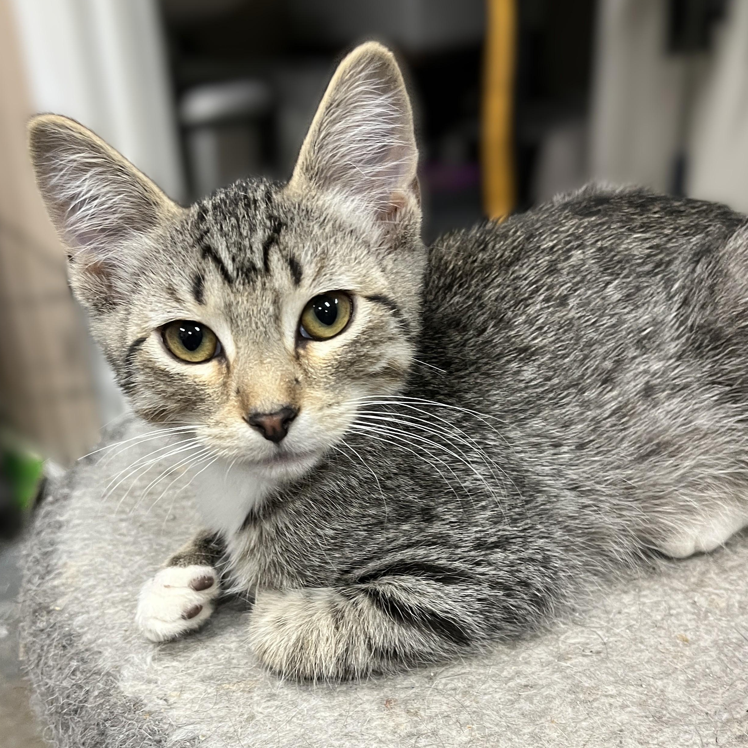 Opie, Adoptable, Kitten Male Domestic Short Hair.
