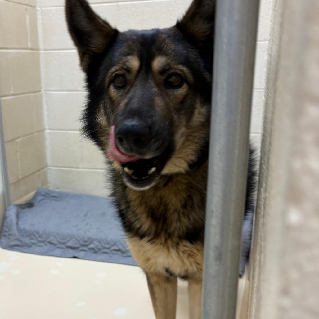 Ben, Adoptable, Adult Male Mixed Breed.