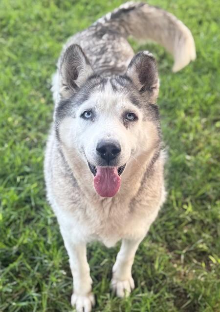 SNOW WHITE, Adoptable, Adult Female Siberian Husky.