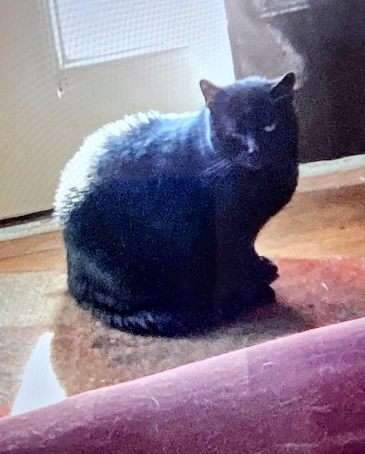 Squeaky, Adopted, Adult Male Domestic Short Hair.