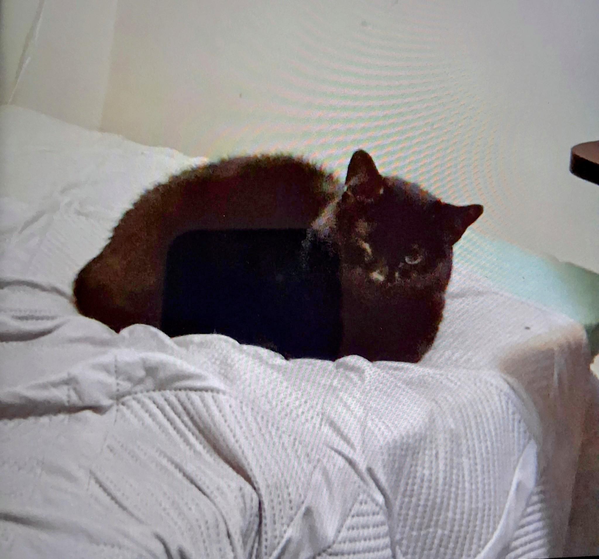 Squeaky, a Adopted mixed breed in Blacksburg, VA image 2/3