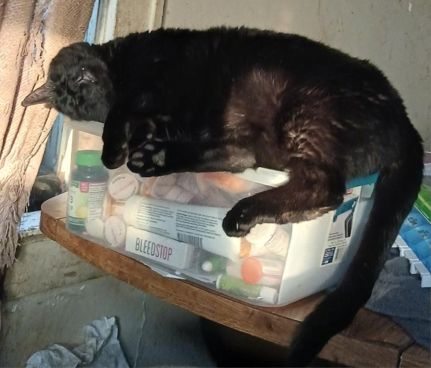 Squeaky, a Adopted mixed breed in Blacksburg, VA image 3/3