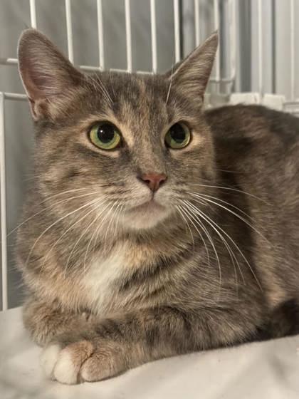 Zoya — thumbnail 2