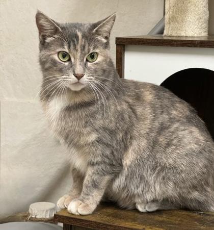 Zoya — thumbnail 3