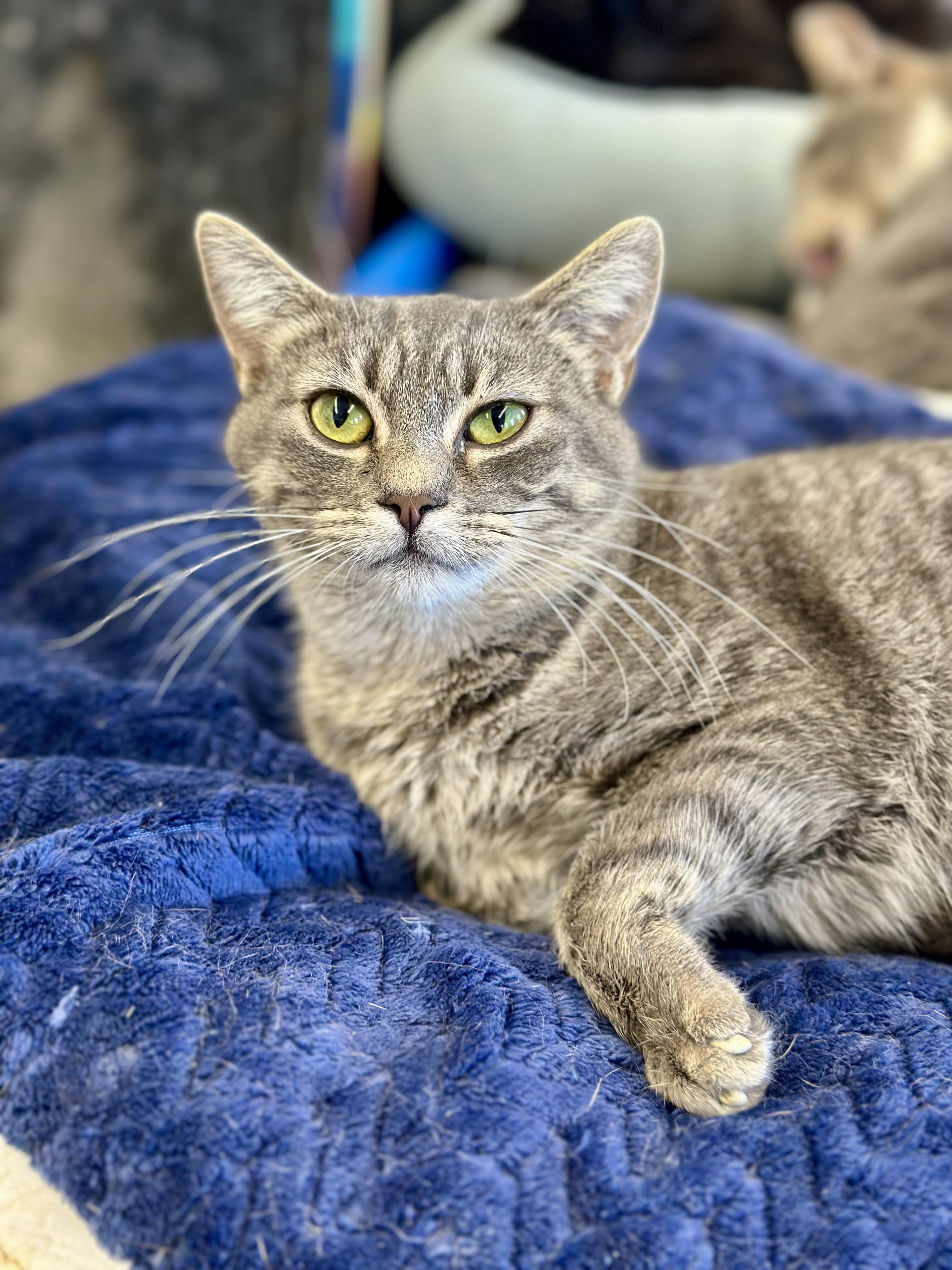 Alison, a ADOPTABLE Domestic Short Hair in Faribault, MN image 1/3