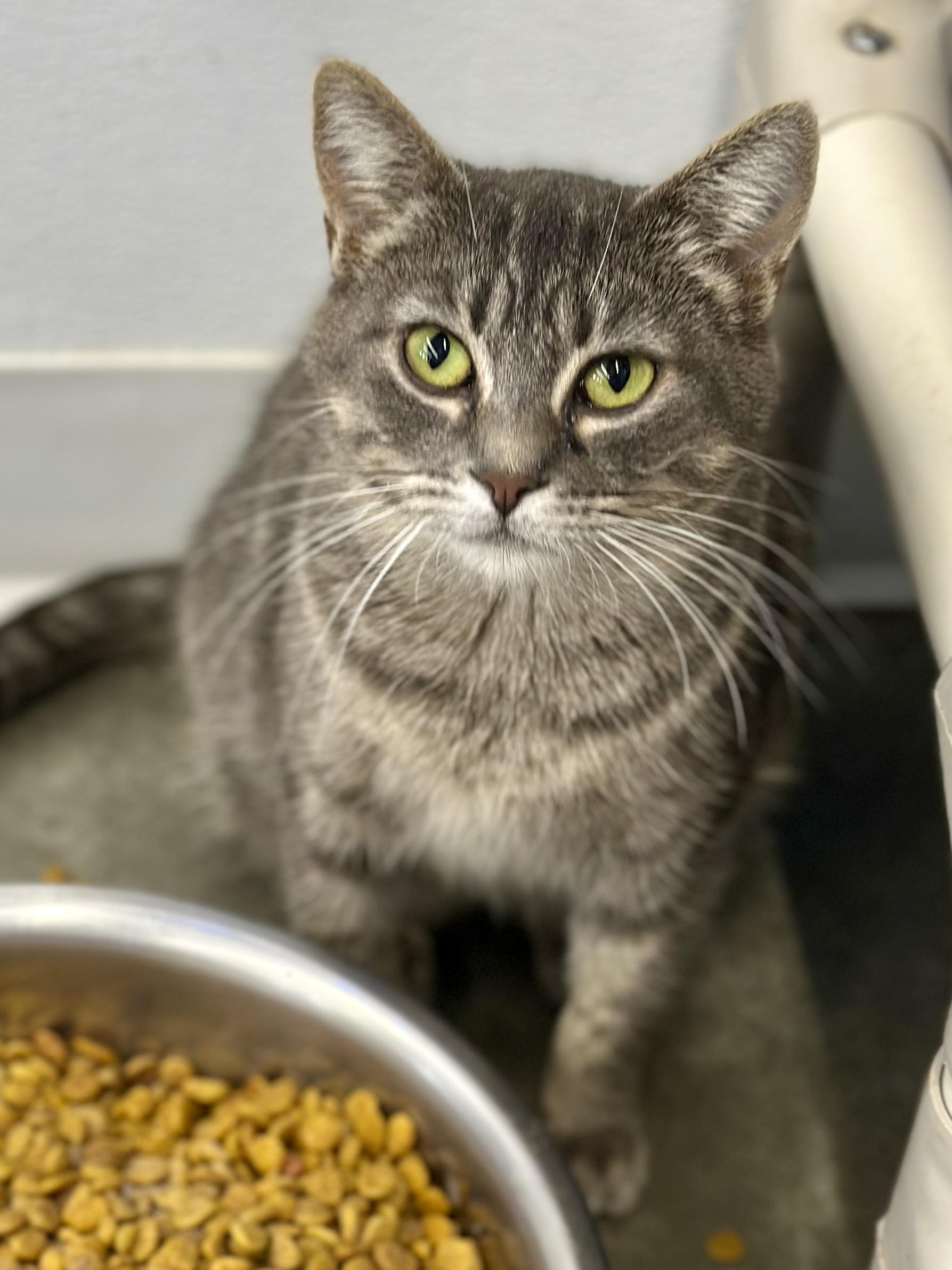 Alison, a ADOPTABLE Domestic Short Hair in Faribault, MN image 2/3