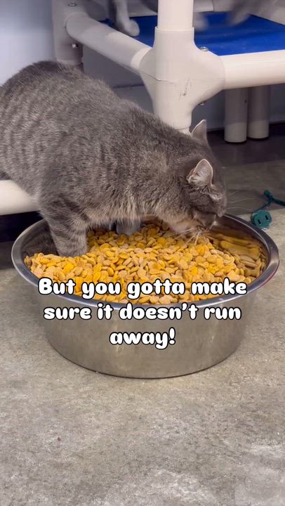 Enlarge Alison, a ADOPTABLE Domestic Short Hair in Faribault, MN video 3/3