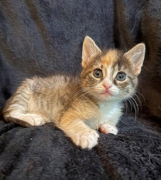Daphne Moon, Adopted, Kitten Female Domestic Short Hair & American Shorthair.