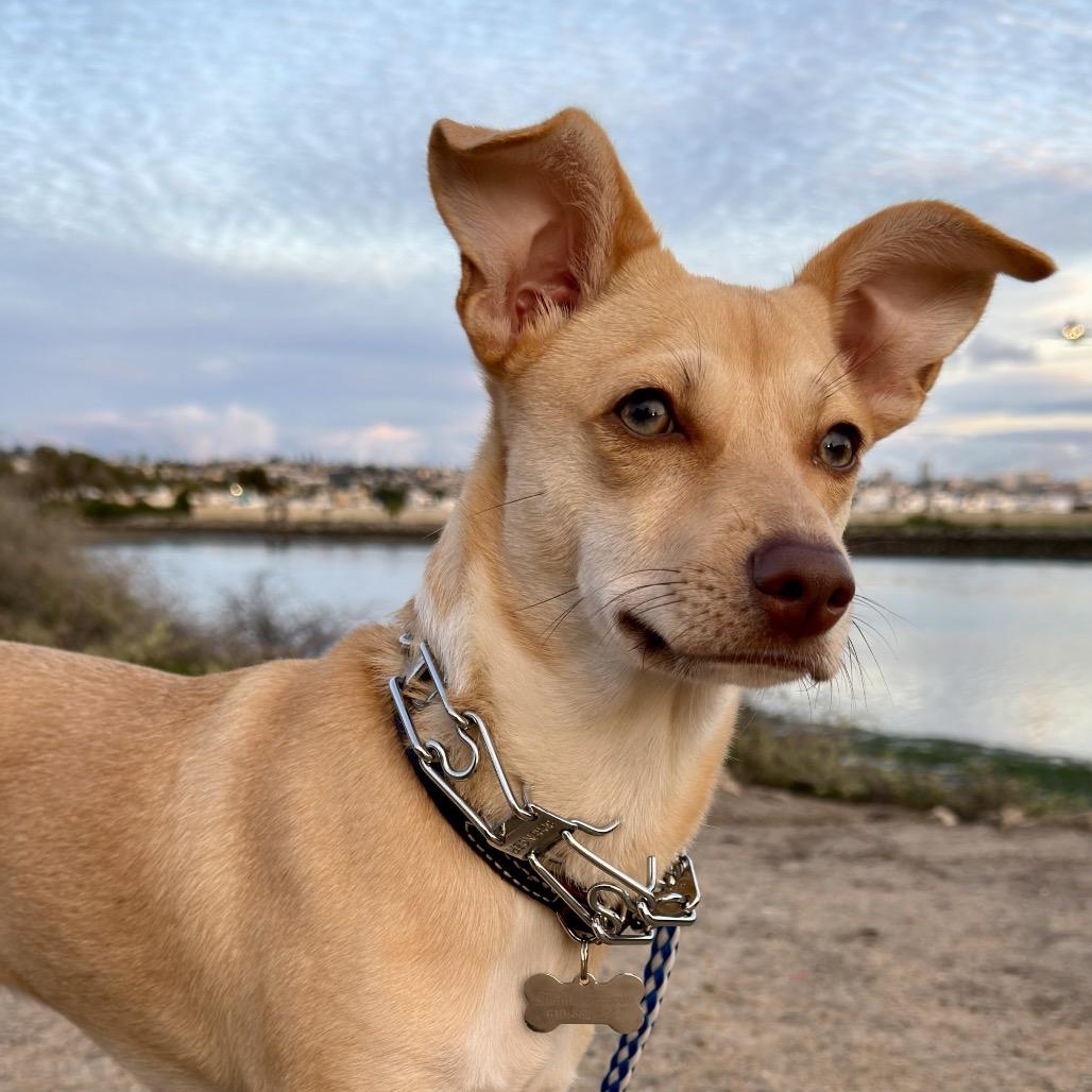 Beau, Adoptable, Young Male Chihuahua & Whippet.