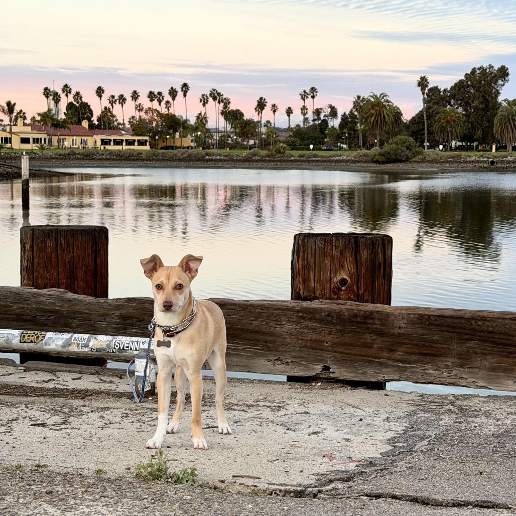 Beau, a Adoptable mixed breed in Escondido, CA image 3/6