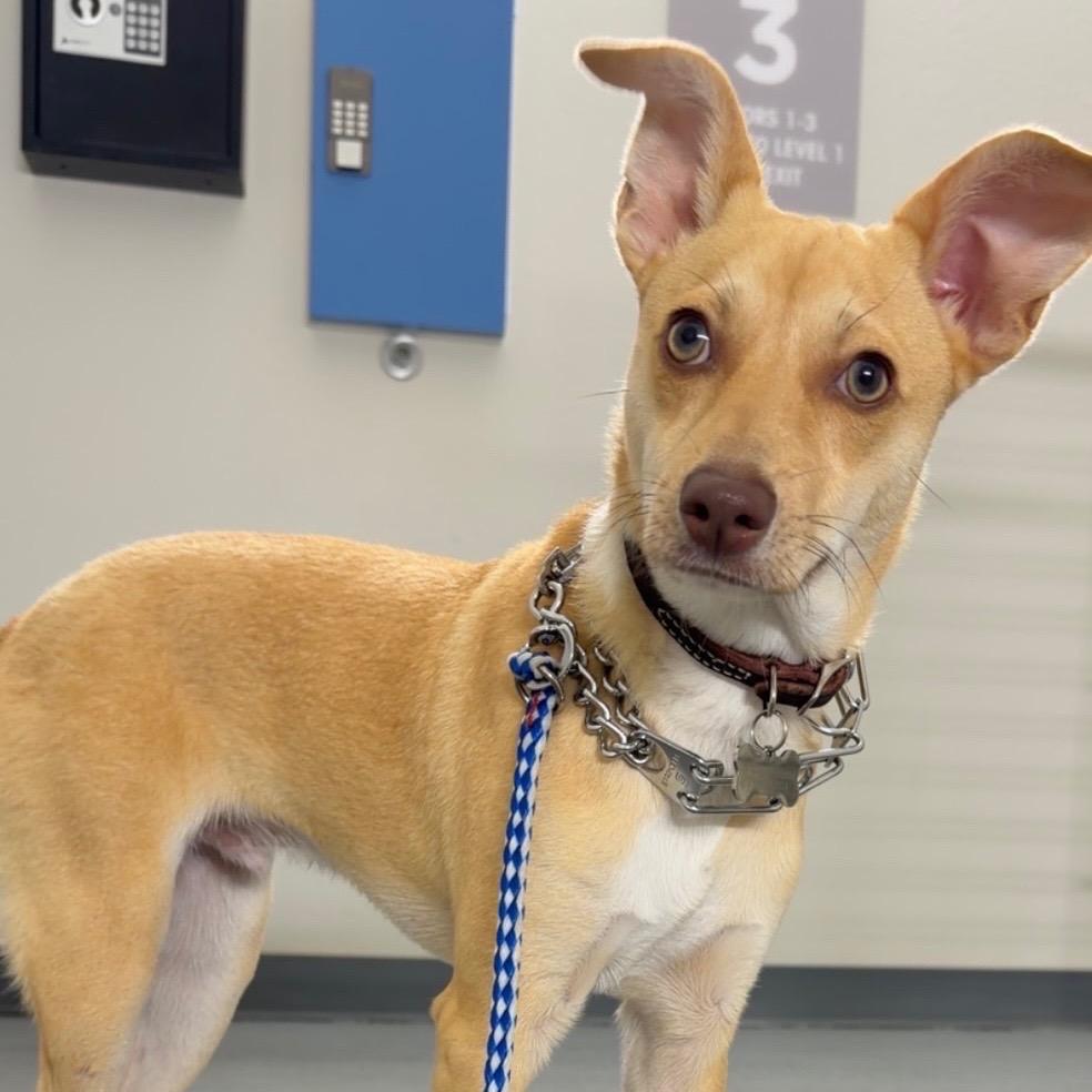 Beau, a Adoptable mixed breed in Escondido, CA image 4/6