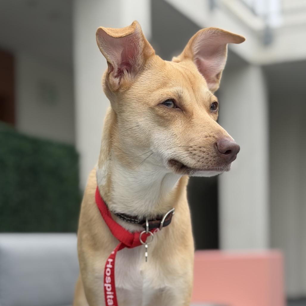 Beau, a Adoptable mixed breed in Escondido, CA image 5/6