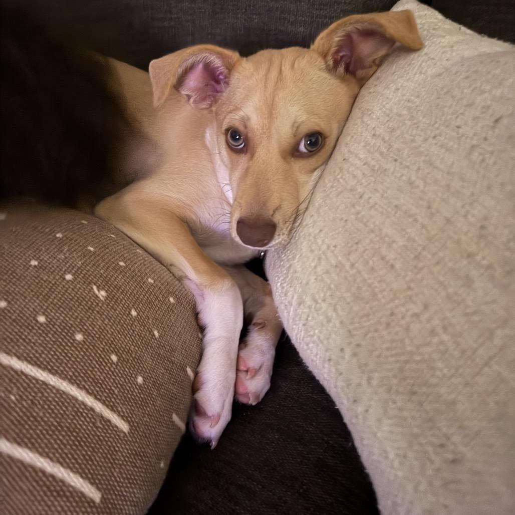Beau, a Adoptable mixed breed in Escondido, CA image 6/6