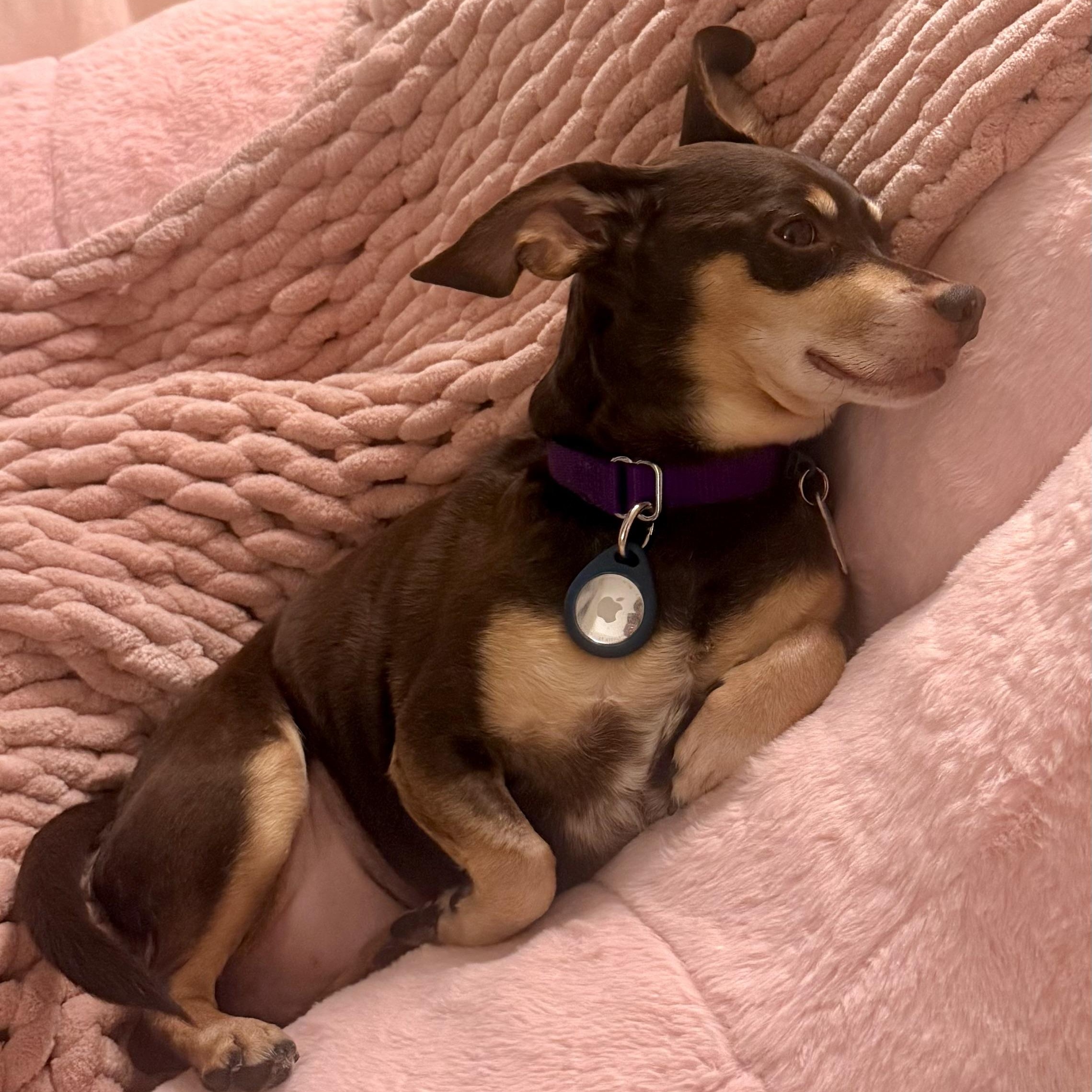 Nugget, a ADOPTABLE mixed breed in Santa Monica, CA image 1/6