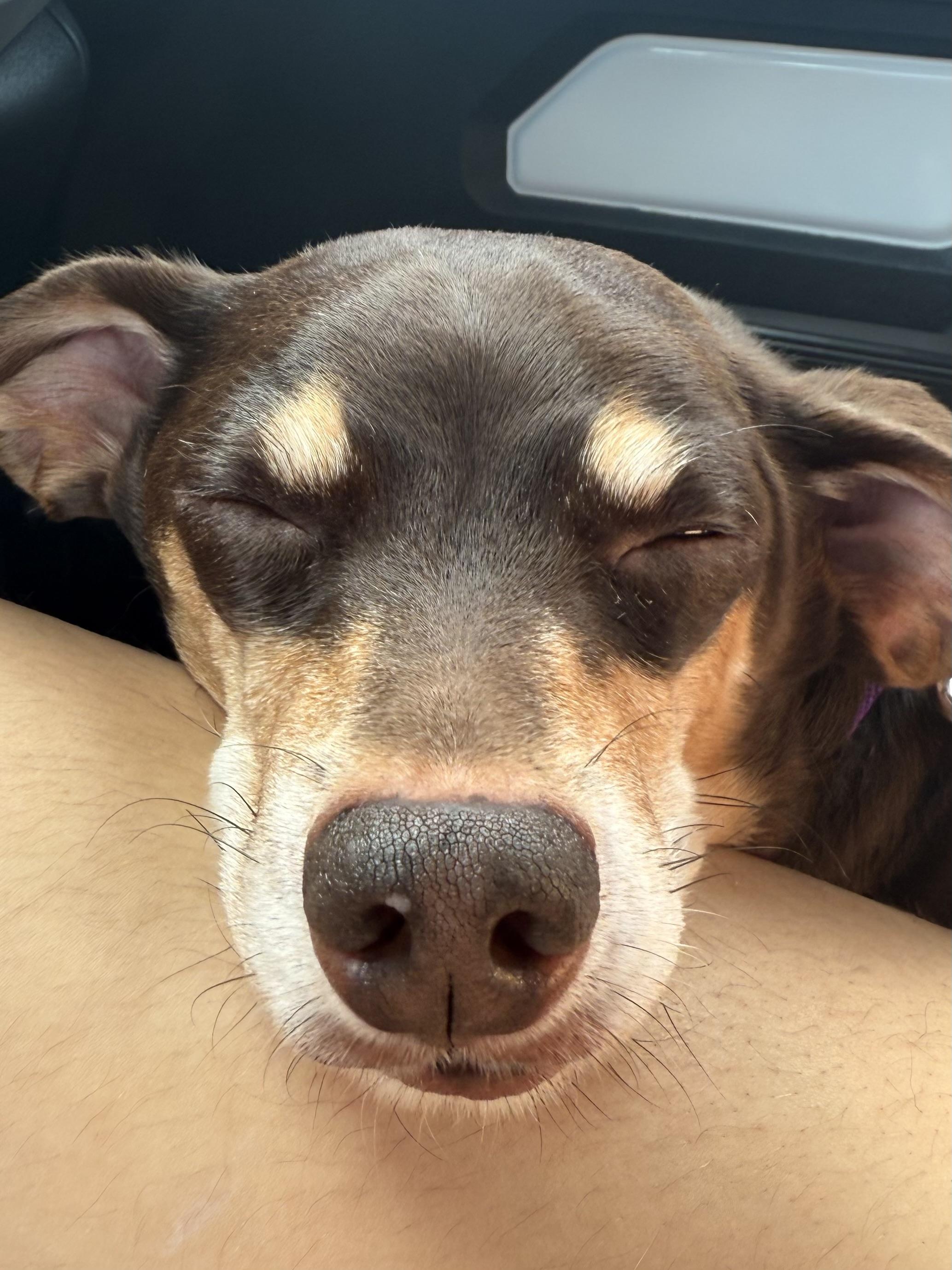 Nugget, a ADOPTABLE mixed breed in Santa Monica, CA image 5/6