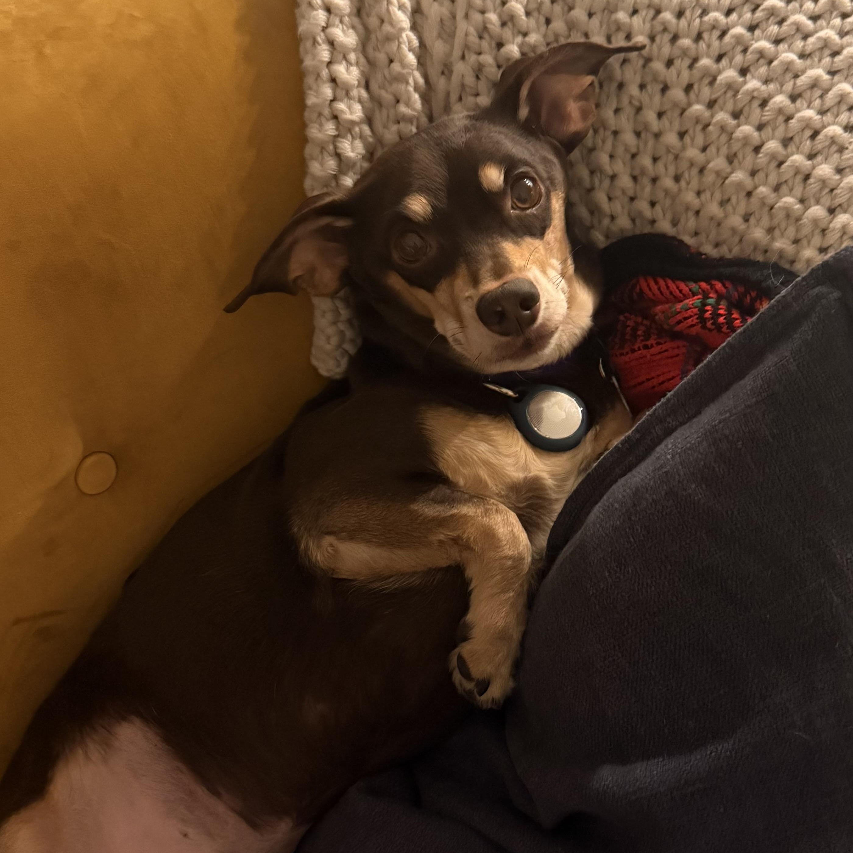 Nugget, a ADOPTABLE mixed breed in Santa Monica, CA image 4/6