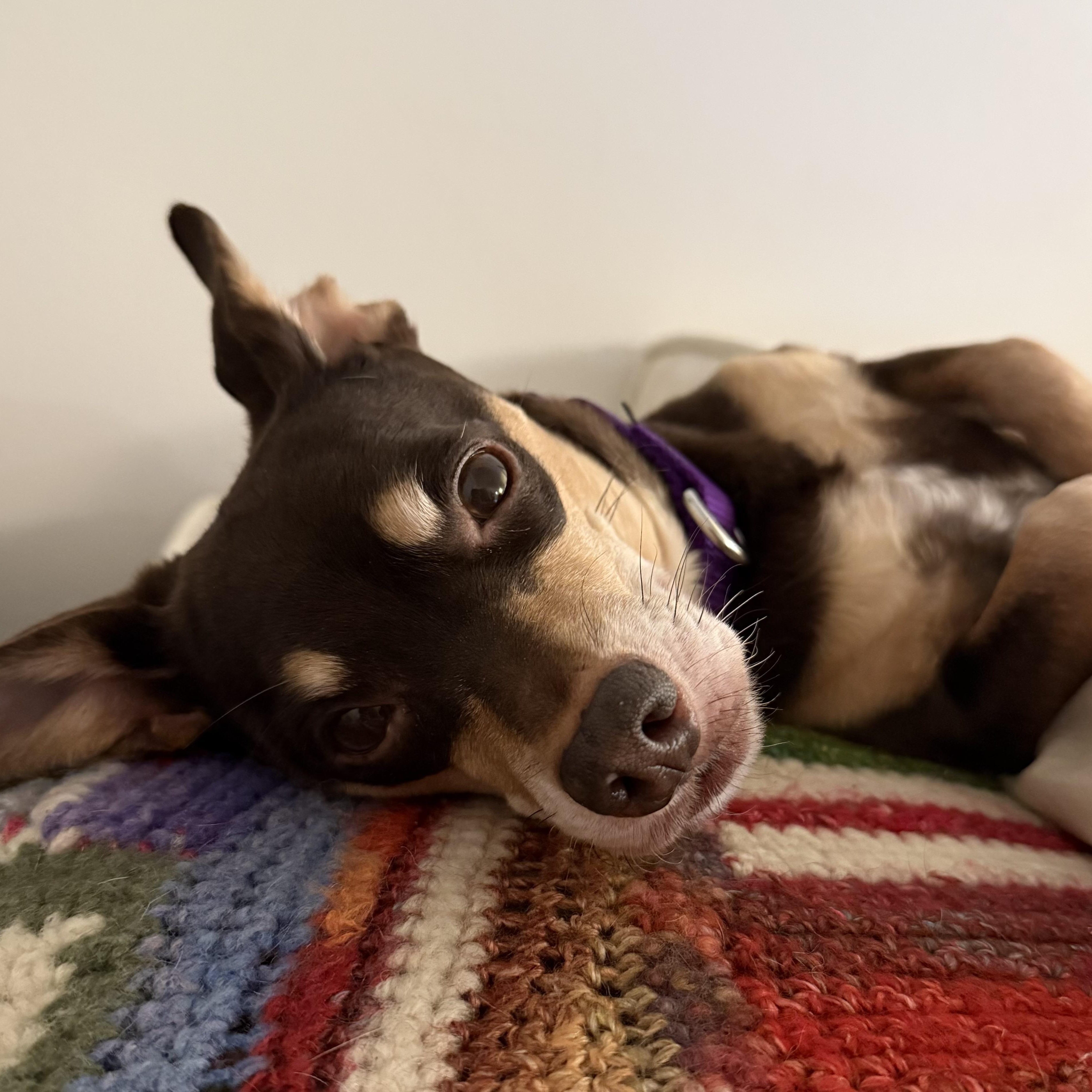 Nugget, a ADOPTABLE mixed breed in Santa Monica, CA image 3/6