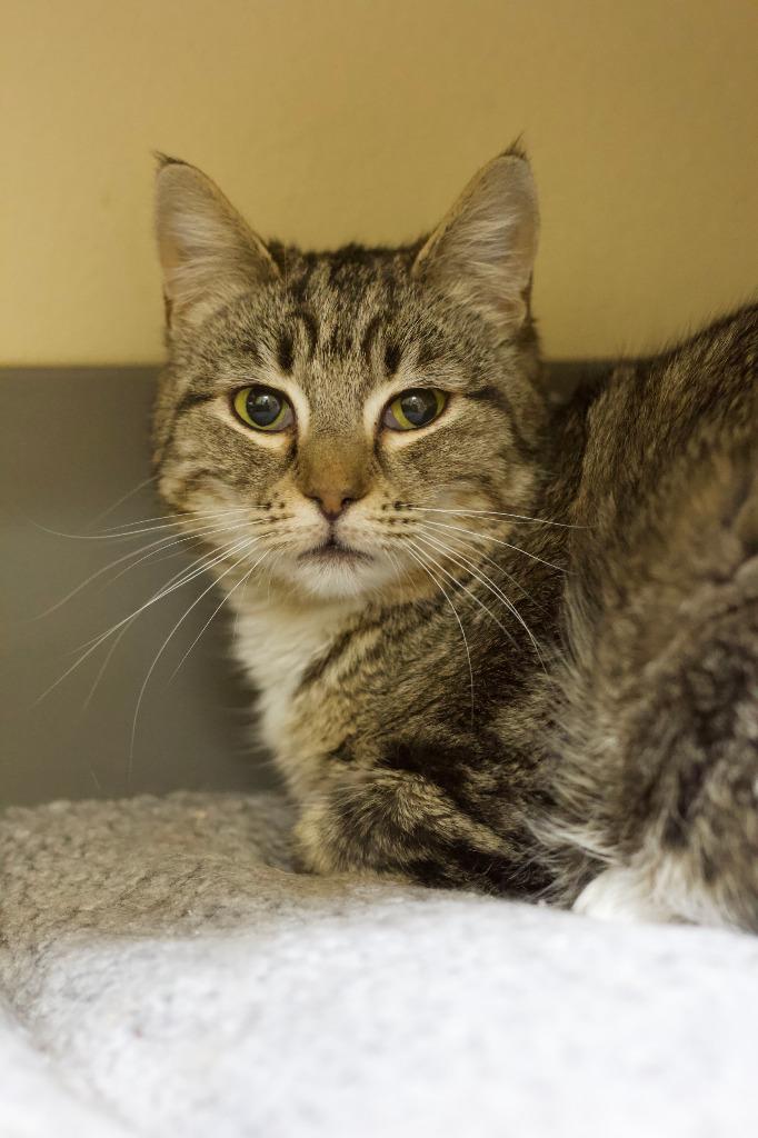 Sasha, a Adoptable mixed breed in Coupeville, WA image 1/2