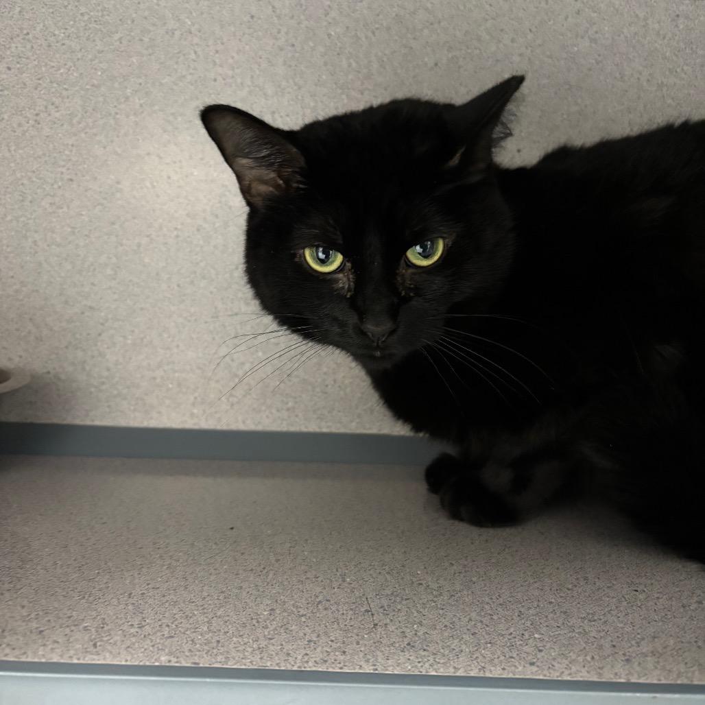 Julez, Adoptable, Adult Female Domestic Short Hair.