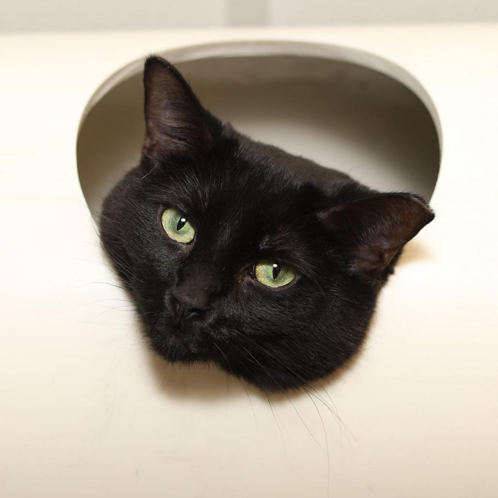 Enlarge Julez, a Adoptable Domestic Short Hair in Evansville, IN image 2/3