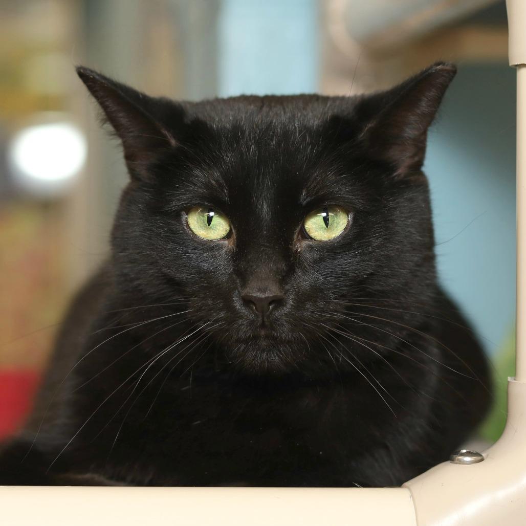 Enlarge Julez, a Adoptable Domestic Short Hair in Evansville, IN image 3/3